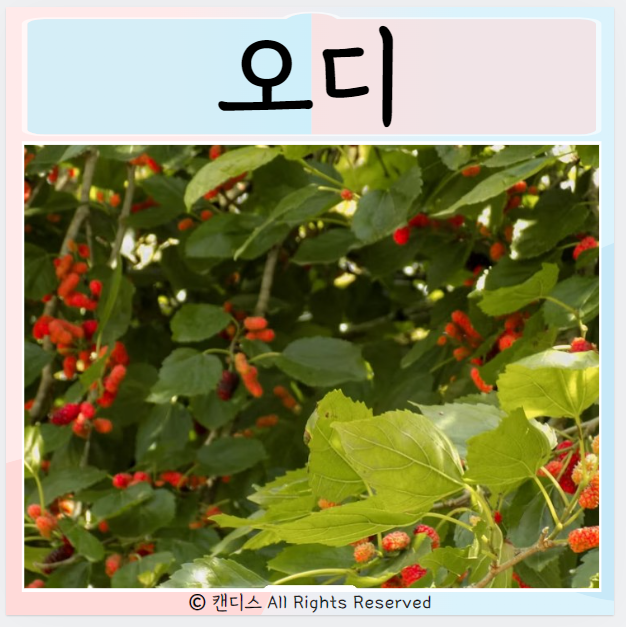  오디 먹는방법 부작용 먹으면 좋은점 효능은