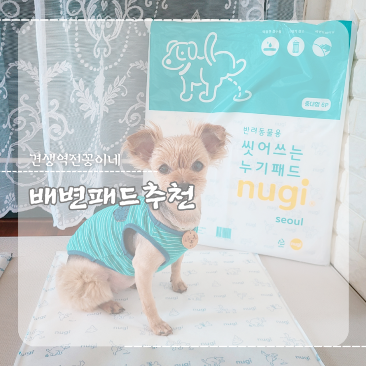  강아지 배변패드훈련, 중형 강아지 배변패드 추천 씻어쓰는 토이펫 누기패드