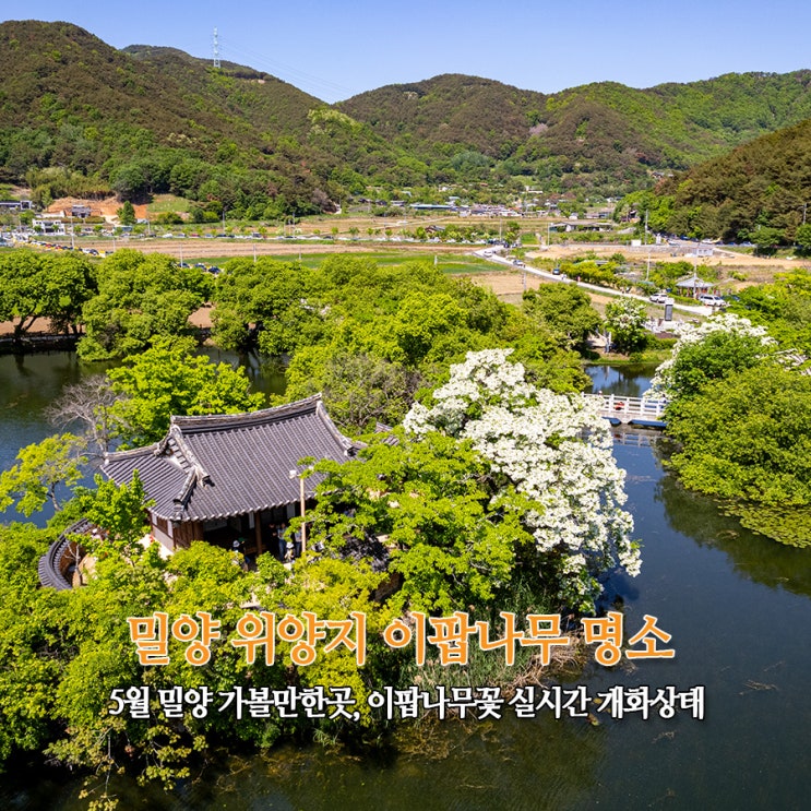  밀양 위양지 이팝나무 명소 실시간 개화 상태 5월 밀양 가볼만한곳 하늘에서 본 풍경