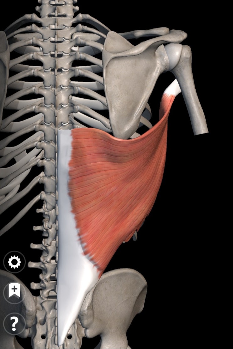  광배근/넓은등근/latissimus dorsi 해부학 기능 정리 [3일차]