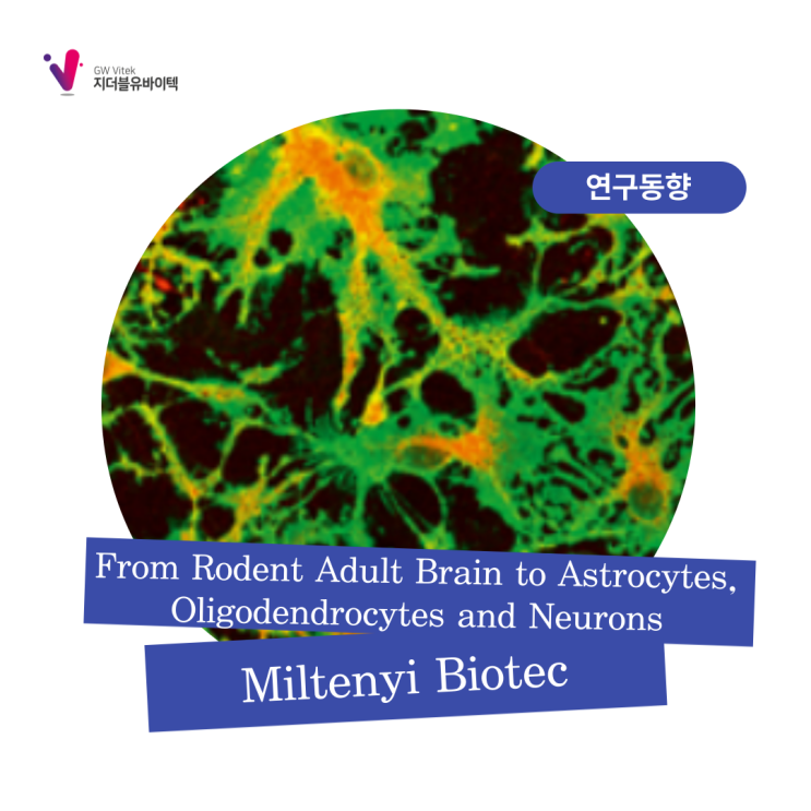  [Miltenyi BIotec] From Rodent Adult Brain to Astrocytes, Oligodendrocytes and Neurons