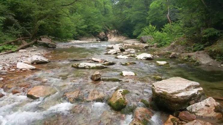  산림산업기사 응시자격 산림산업기사 자격요건 온라인 수업으로 1학기에 완료한 노하우