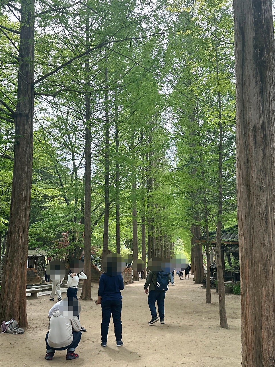 남이섬 소나타까페 사진 2