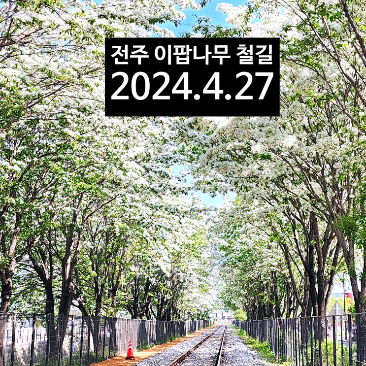  〔전북전주〕전주 팔복동 이팝나무 철길 2024.4.27 -팔복동 철길 개방 시간 2024.4.26~5.12-팔복동 이팝나무-전주 이팝나무