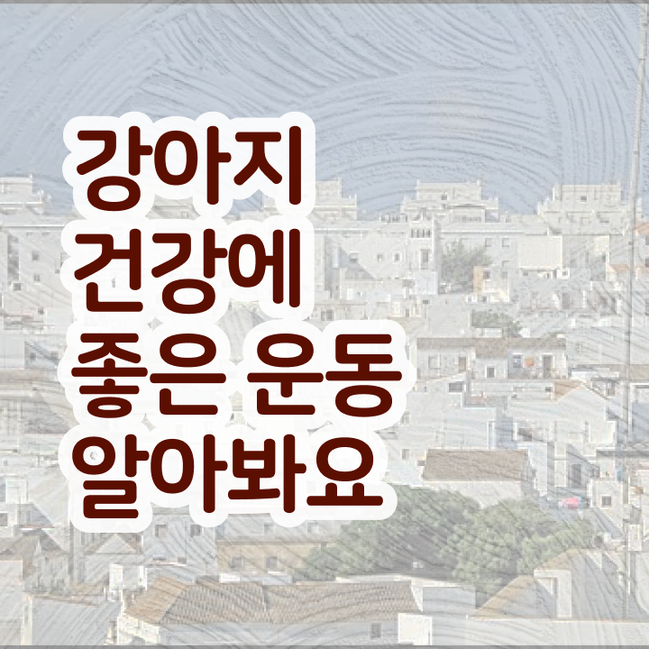  반려견운동지도사 무료 강의 , 반려견운동지도사 혼자서 독학으로 취득한 방법