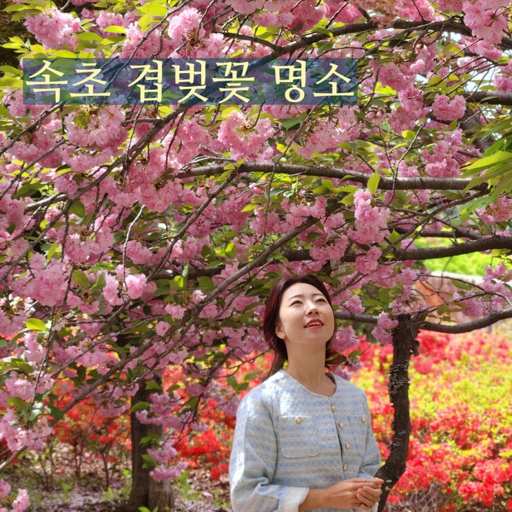 속초 겹벚꽃 4월 5월 여행지 척산온천휴양촌