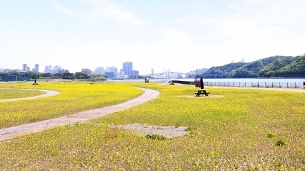  5월 경기도 유채꽃 구경 가볼만한 곳! 의왕 왕송호수, 용인 기흥호수 유채꽃밭 이모저모