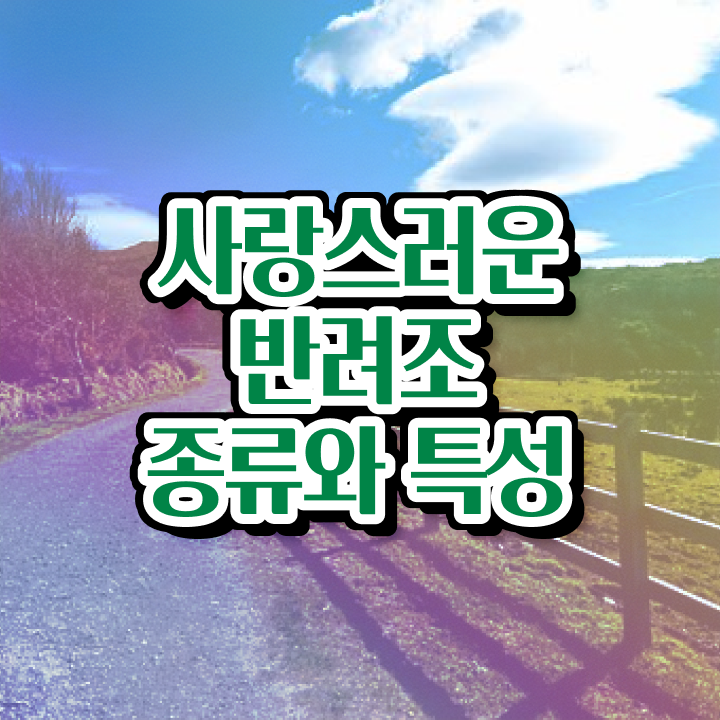 퀘이커앵무새분양 , 반려조관리사 자격증 2주 만에 취득한 노하우 , 취업