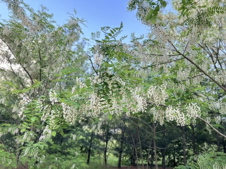  10년째 개엄마로 살기 나의 일상