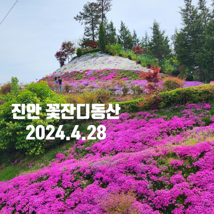  〔전북진안〕진안 꽃잔디동산-진안 꽃잔디동산 개화 상황 24.4.28-진안 꽃잔디동산 안내도-진안 꽃잔디 축제-22.4.10~5.10