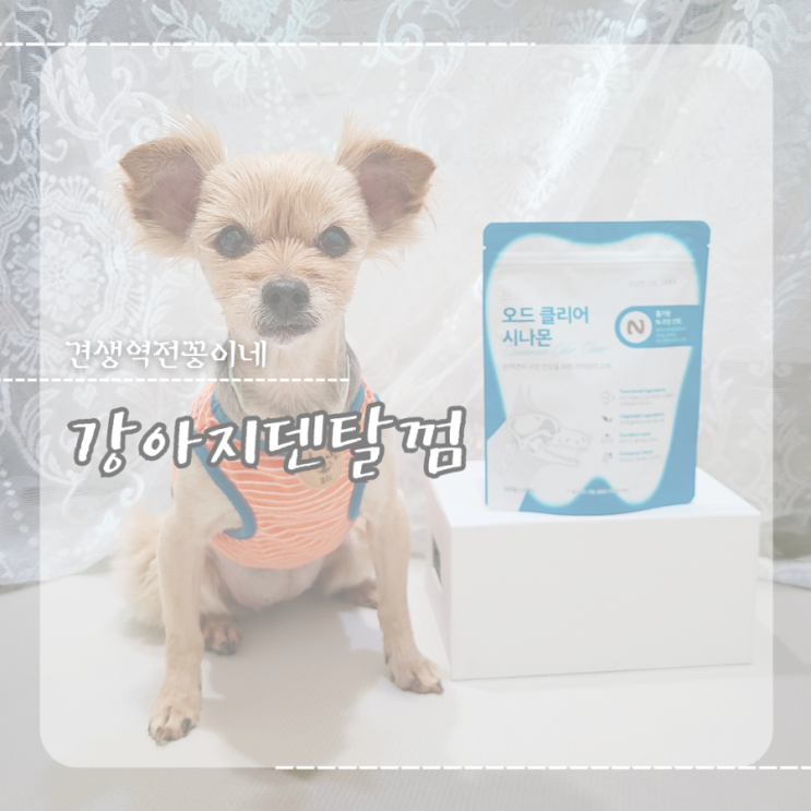  강아지 입냄새 원인 치주염 관리 치석제거덴탈껌