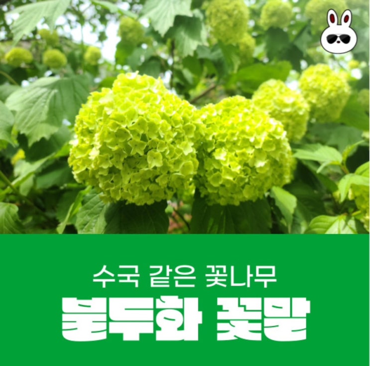  여름에 피는 꽃나무 수국 같은 불두화 꽃말 이름 뜻