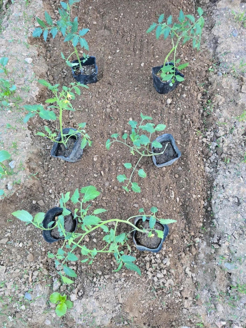 텃밭가꾸기 토마토 모종심기 \u0026 폴대 세우기 ft. 방울토마토와 대추토마토 모종 : 네이버 블로그, image size:800x1067