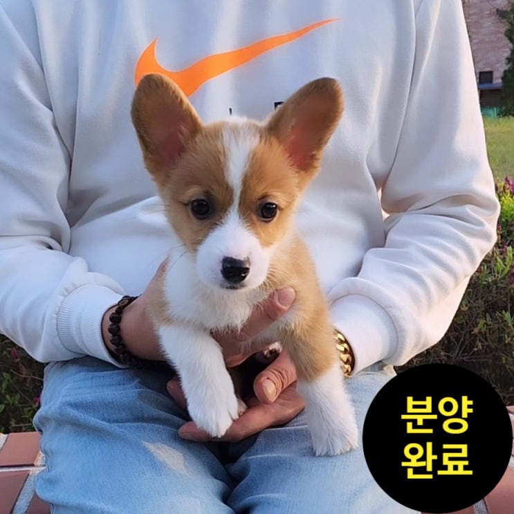  (분양완료)"웰시코기분양 원독에서 특별한 만남을 가져보세요"/세종 강아지분양 / 세종시 애견샵 / 웰시코기