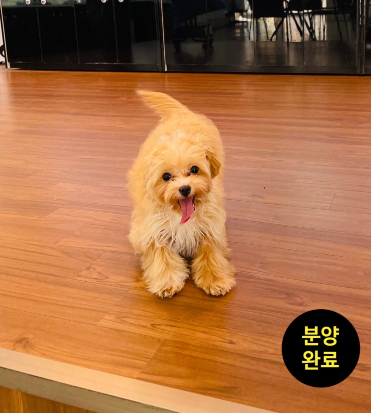  (분양완료)말티푸전국최저가분양 / 말티푸분양 / 말티푸입양 / 말티푸분양가 / 말티푸가격 / 말티분양가 / 세종시강아지분양 / 원독