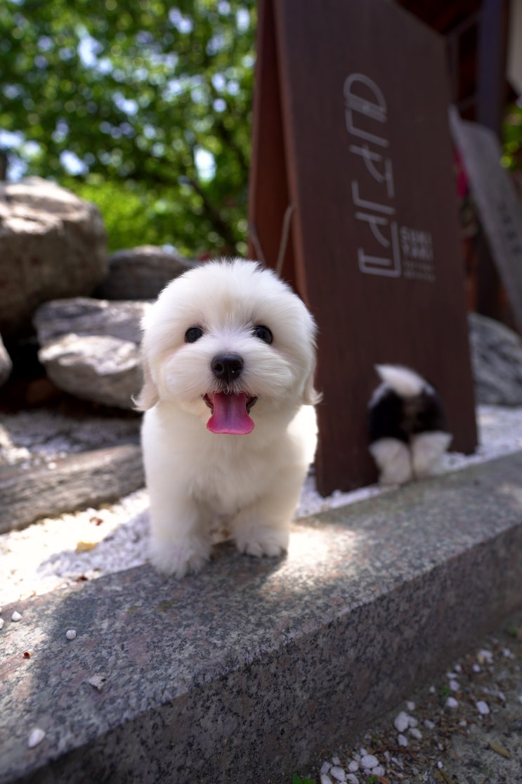  꼬똥드 툴레아,파티꼬똥,강남슈퍼바우 분양중