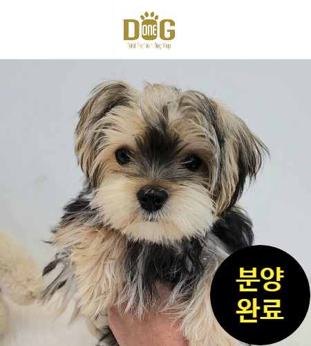  (분양완료)"몰키분양, 세종시 최고의 애견샵 원독에서!" / 몰키분양 /세종시강아지분양 세종시애견샵