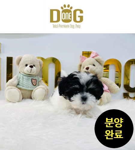  (분양완료)"믿을수있는애견샵에서건강한말티푸분양받기"/파티말티푸 / 말티푸분양 / 말티푸분양가 / 말티푸가격 / 세종시강아지분양 / 원독