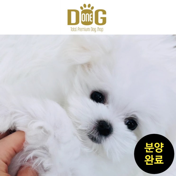  (분양완료)"세종시강아지분양 원독, 건강한말티즈분양추천" / 세종강아지분양 / 세종애견샵 / 원독