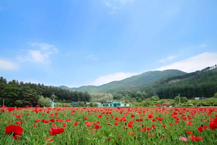  5월 가볼만한 축제, 원주 용수골 꽃양귀비 축제! 장소, 일정, 즐길거리 등 축제정보 이모저모