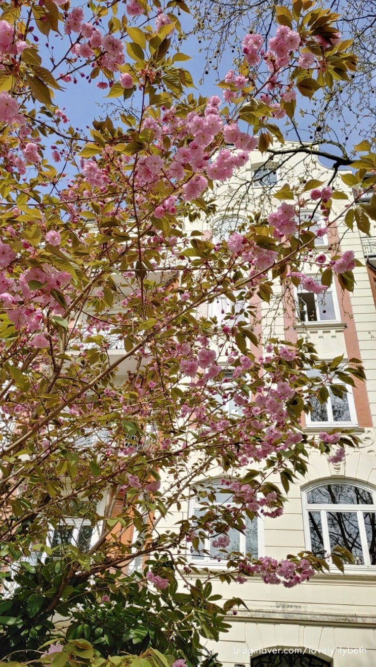  새 동네,  마지막 봄 in Hamburg