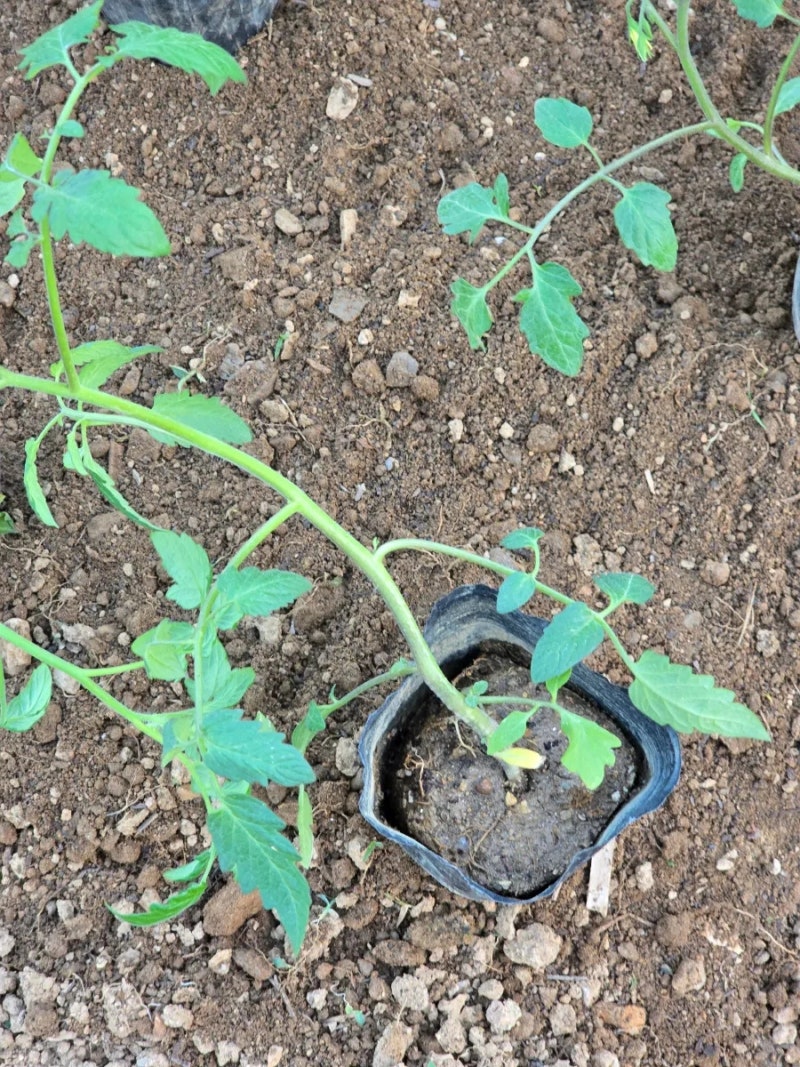 텃밭가꾸기 토마토 모종심기 \u0026 폴대 세우기 ft. 방울토마토와 대추토마토 모종 : 네이버 블로그, image size:800x1067