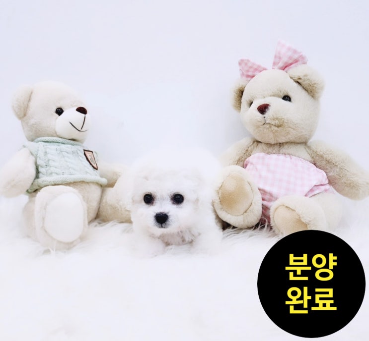  (분양완료)"사랑스러운미니비숑분양, 세종시최고의애견샵" / 원독 / 비숑의매력 /
