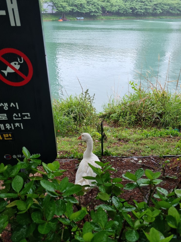  나는 비 오는 날 호수를 가