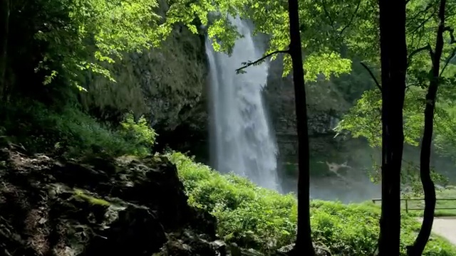  나무의사 학점 나무의사 자격요건 집에서 온라인으로 4달 안에 끝낸 후기