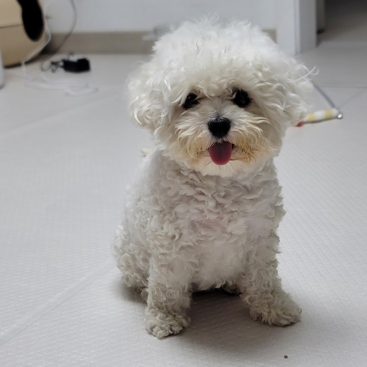  강아지 뇌수막염 뇌수두증 증상 발작 경련 기절 mri비용
