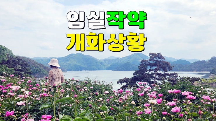 전라북도 가볼만한곳 : 임실 작약꽃 개화상태 : 옥정호 작약꽃밭 · 옥정호출렁다리 붕어섬생태공원 전라북도 가볼만한곳 : 임실 작약꽃 개화상태 : 옥정호 작약꽃밭 · 옥정호출렁다리 붕어섬생태공원