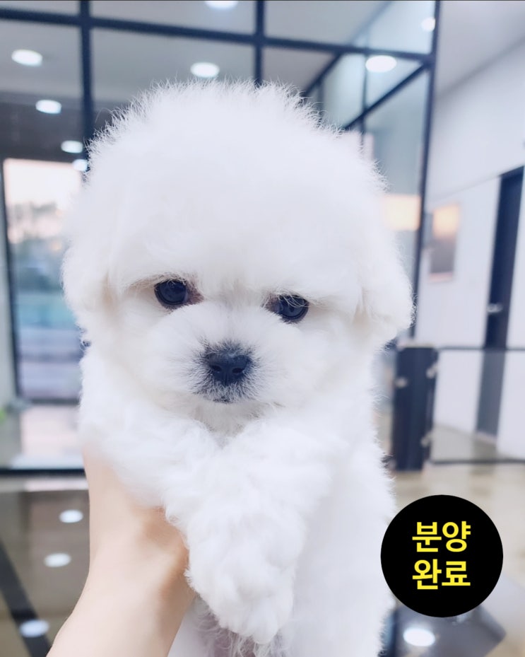  (분양완료)"세종시 강아지분양의 새로운 친구, 원독 사랑스러운 미니비숑 분양 / 세종시 강아지 분양 / 세종 애견샵