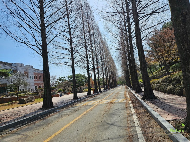  대구 계명대학교 캠퍼스 곳곳 만발한 벗꽃구경