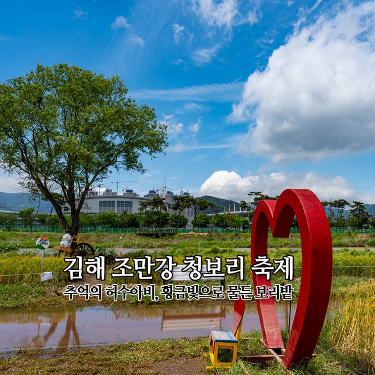  김해 조만강 청보리 축제 추억의 허수아비 황금빛으로 물든 청보리밭