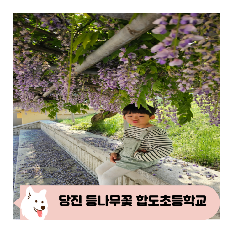  아이와 당진 포도송이 등나무꽃 명소 합도초등학교