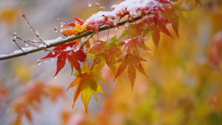  소방설비산업기사전기 소방설비산업기사 자격요건 집에서 온라인으로 4달 안에 완료한 과정