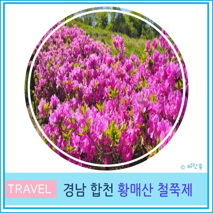  황매산 철쭉 축제 산청 합천 황매산 군립 공원 주차 5월 경남 꽃 축제 여행 대구 근교 가볼 만한 곳