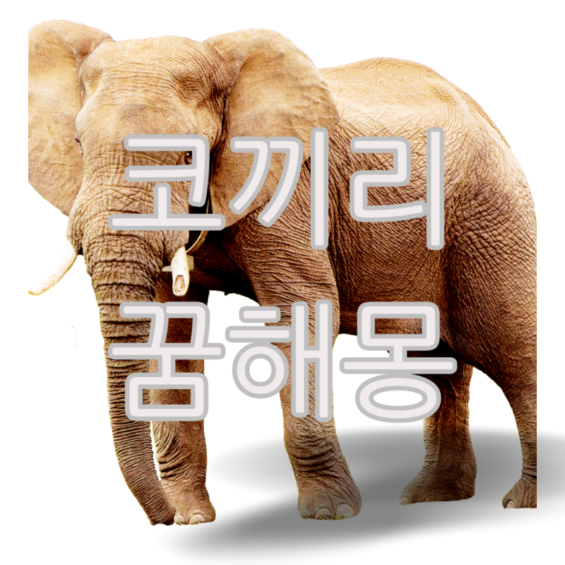 코끼리 꿈해몽 아기코끼리 꿈 꾸셨나요?