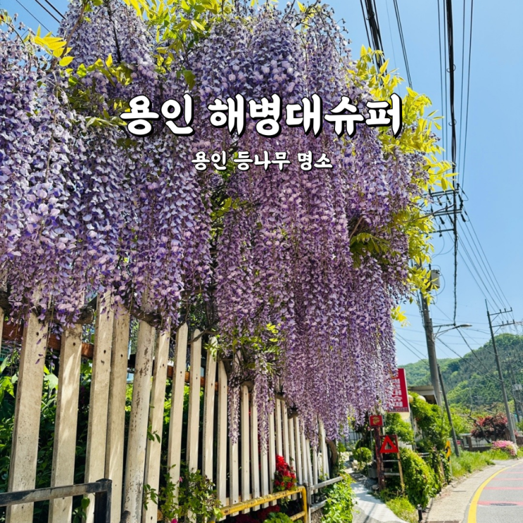  용인 해병대슈퍼 보랏빛이 가득한 등나무 명소