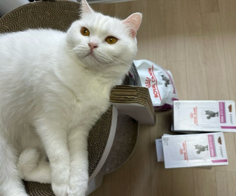 [고양이 신장질환 사료/고양이 처방 사료 추천] 로얄캐닌 캣 레날 파우치/캣 레날 스페셜 내....
