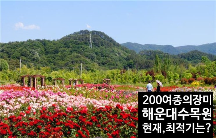  핫플레이스 부산 근교 나들이 주차 걱정 없는 가성비 힐링 스폿 해운대수목원 200여 종 장미 현재와 최적 방문 시기? 관람 카트 사전예약