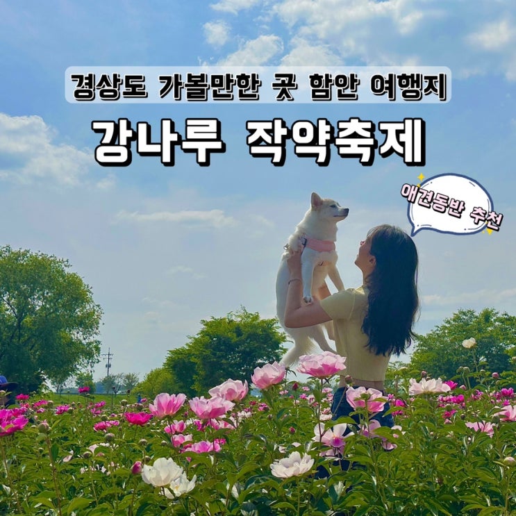  경상도 애견동반 함안 여행지 강나루 작약축제 실시간