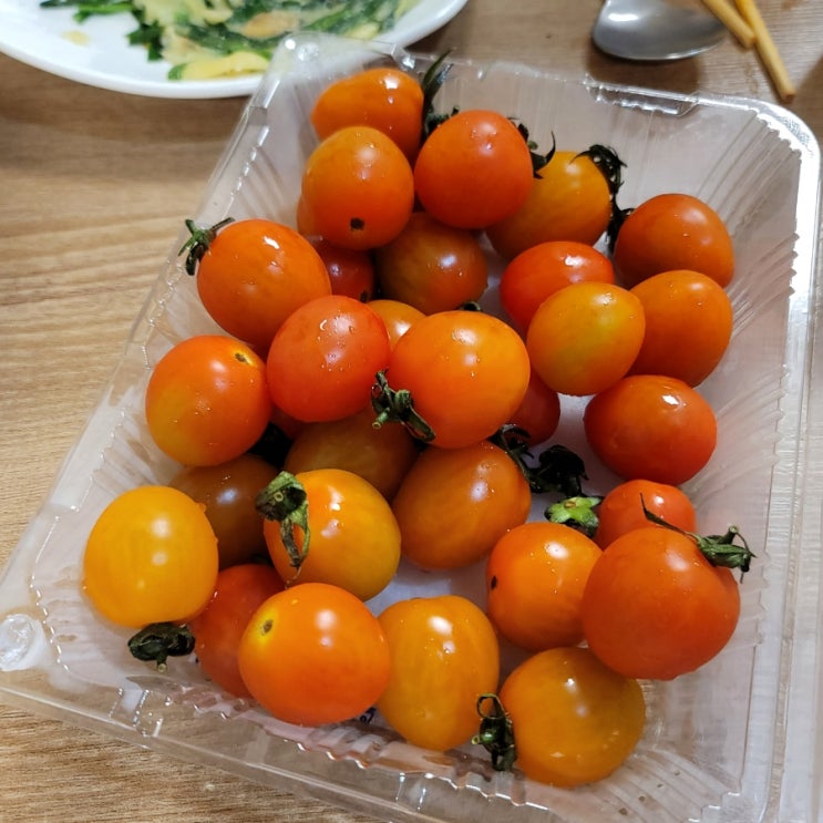  강아지 방울토마토 스테비아 토마토 급여량