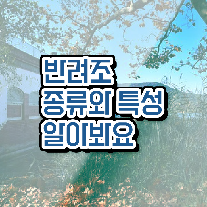  모란앵무 먹이 , 반려조관리사 자격증 응시자격 없이 합격 후기 요약해봤어요