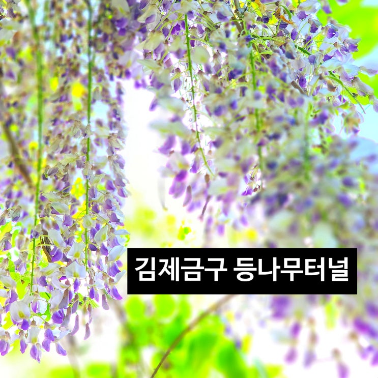  〔전북김제〕김제 금구 등나무터널-꽃향기에 취해 걷는 길-두월 노을마을 등나무 터널 방문 시기가 늦음