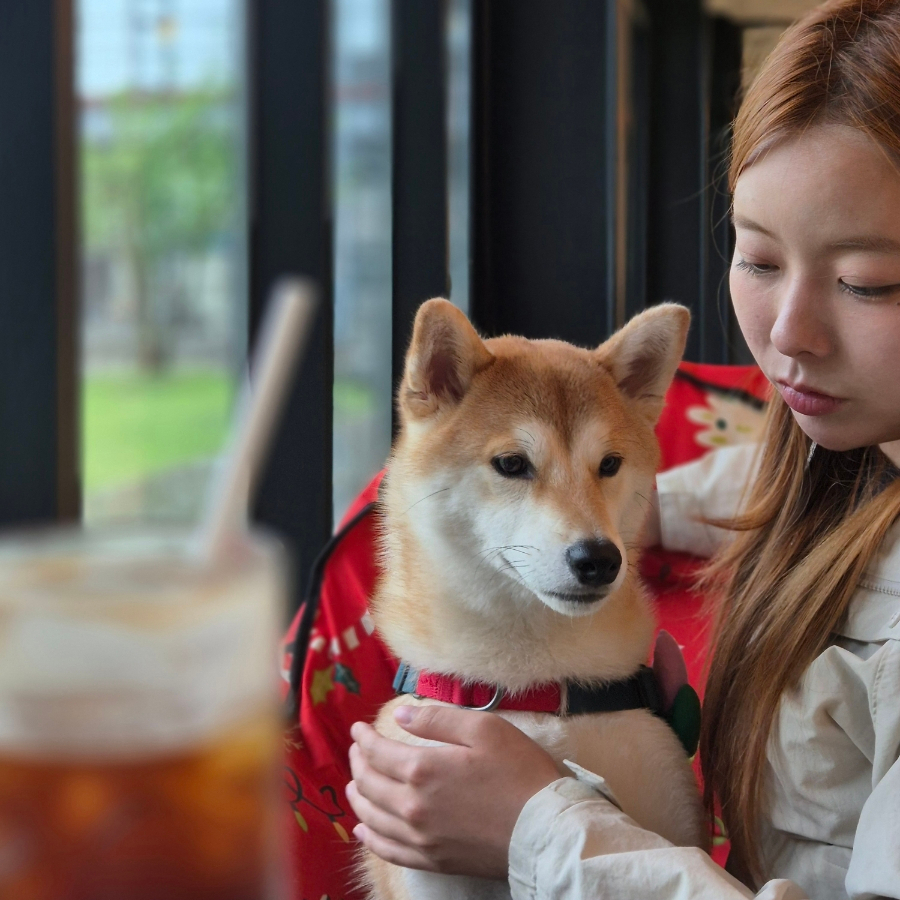 비반트 사진 1
