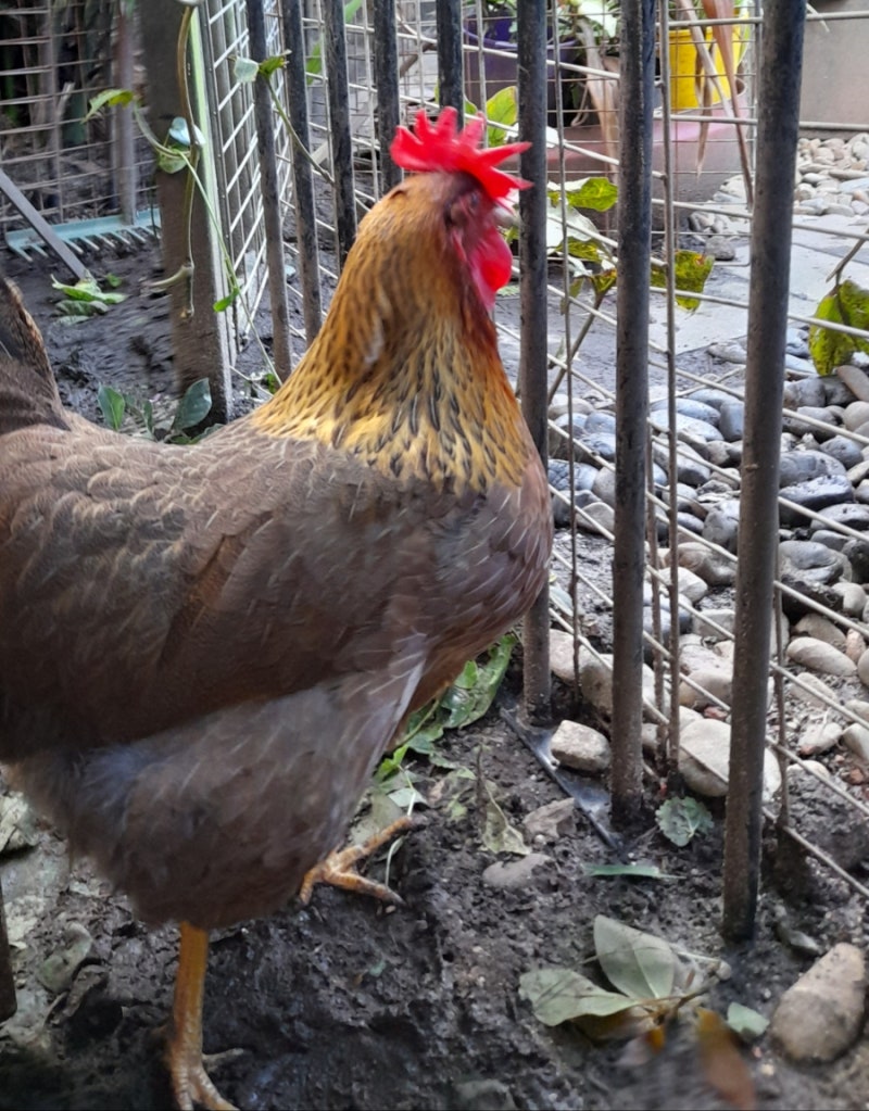 우리집 닭 이야기 : 네이버 블로그, image size:800x1023