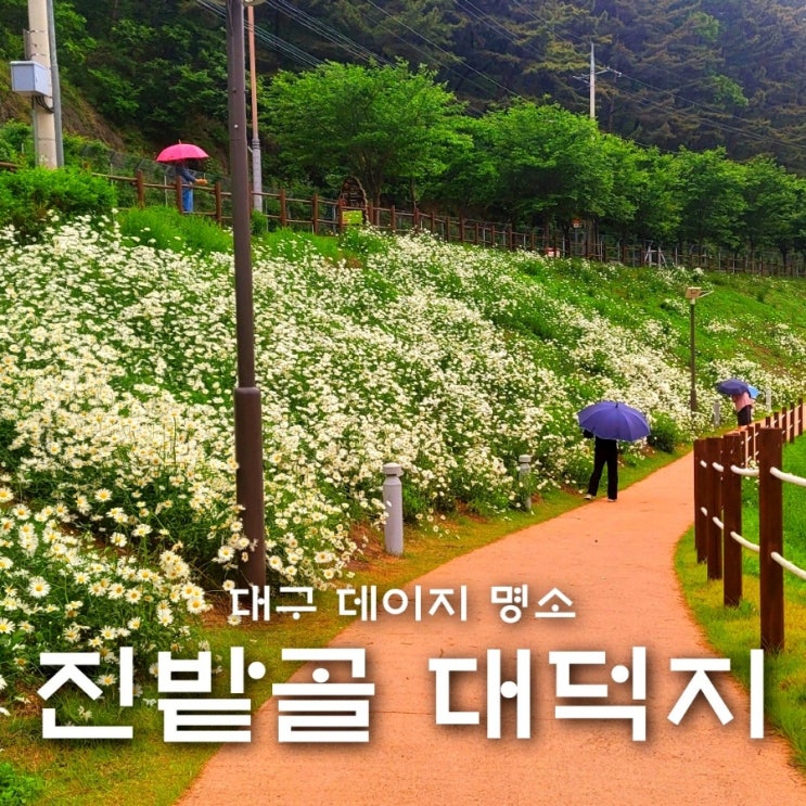  5월 꽃구경 대구 데이지 명소 진밭골 대덕지(주차장)