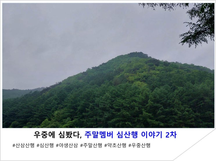  우중에 심봤다, 주말멤버 심산행 이야기 2차