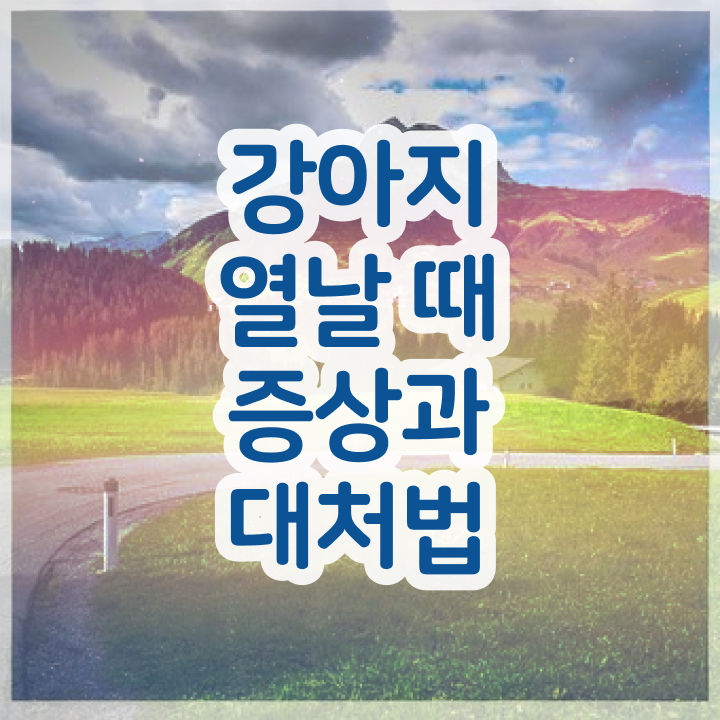  반려견강의 , 반려동물관리사 자격증 1급,2급 동시에 합격한 팁 및 이후 전망